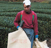 茶畑で農作業